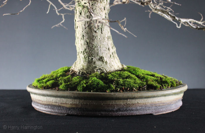 elm bonsai